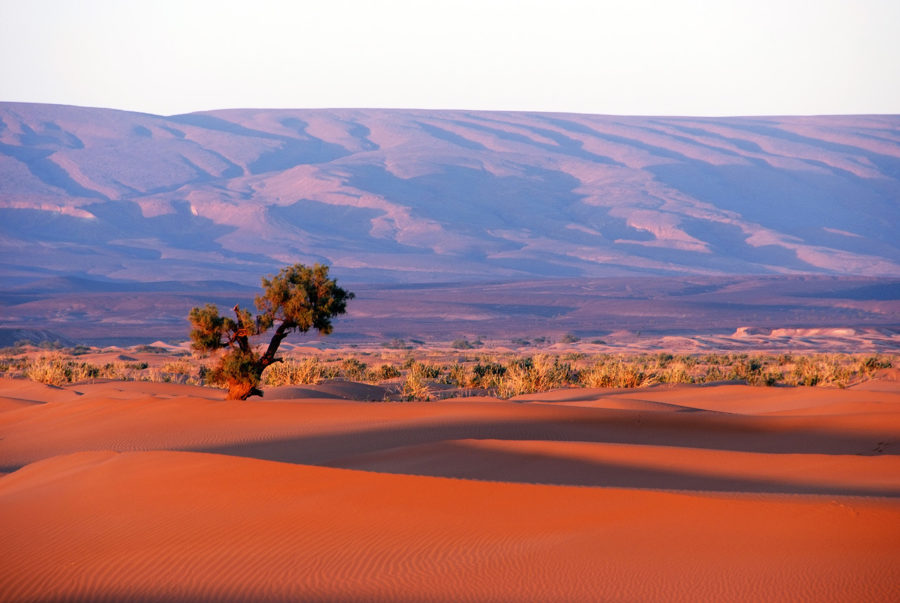 Сахара, фото 2